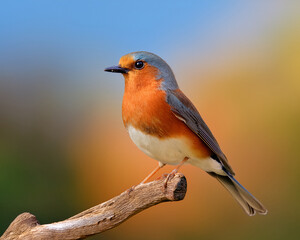 Fototapeta premium Close-up of a bird perched on a branch, symmetrical composition with soft background
