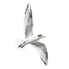 Obraz premium Seagull in flight wings spread wide on transparent background
