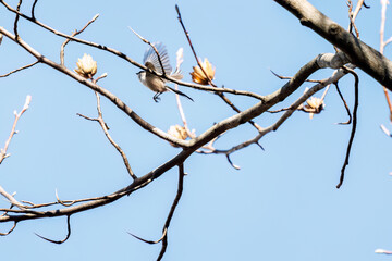 飛び回る可愛いエナガ（エナガ科）の群れ
英名学名：long tailed tit (Aegithalos caudatus)
東京都文京区にある庭園
江戸時代（17世紀）からある歴史ある公園で、かつては軍の施設、そして東京大学の学者も置かれた
現在は地域の人々の憩いの場所となっている
東京都文京区小石川植物園-2024
