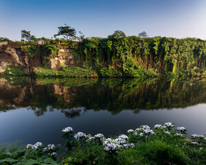 Fototapeta premium A cliffside with lush greenery and flowers, soft lighting, and reflections