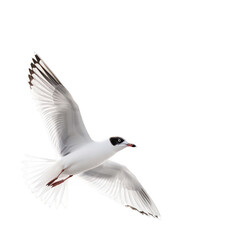 Obraz premium Seagull soaring gracefully on transparent background