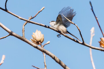 飛び回る可愛いエナガ（エナガ科）の群れ
英名学名：long tailed tit...