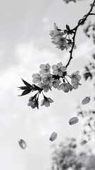 Falling Cherry Blossoms Monochrome: Delicate Sakura Petals in a Timeless Black and White Spring Scene