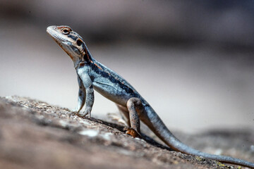 Barrier Range Dragon from Mutawintji National Park, New South Wales Australia