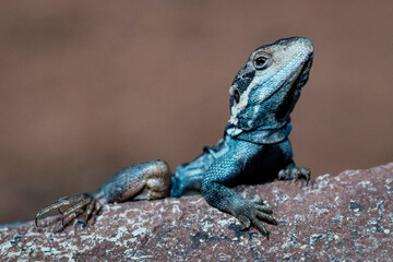 Barrier Range Dragon from Mutawintji National Park, New South Wales Australia