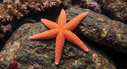 Radiant Starfish: A vibrant starfish with its striking radial symmetry graces a textured rock, evoking the mysterious beauty of the marine world.