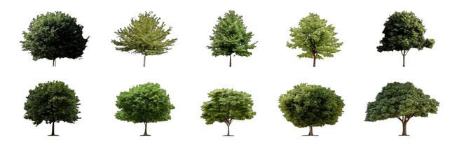 Fototapeta premium Set of realistic tree images showcasing various angles and foliage types, perfect for nature themed projects and designs. Each tree displays unique characteristics and vibrant colors