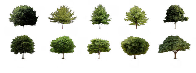 Set of realistic tree images showcasing various angles and foliage types, perfect for nature themed projects and designs. Each tree displays unique characteristics and vibrant colors