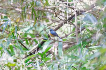 Obraz premium 幸せの青い鳥、可愛いルリビタキ（ヒタキ科） 英名学名：Red flanked Bluetail (Tarsiger cyanurus) 東京都文京区にある庭園 江戸時代（17世紀）からある歴史ある公園で、かつては軍の施設、そして東京大学の学者も置かれた 現在は地域の人々の憩いの場所となっている 東京都文京区小石川植物園-2024 