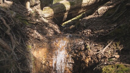 Stream of Water Bubbling Through Forest Floor in Sunny Woodland Area With Fallen Logs and Rich Earthy Tones