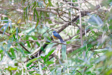 幸せの青い鳥、可愛いルリビタキ（ヒタキ科）
英名学名：Red flanked Bluetail (Tarsiger cyanurus)
東京都文京区にある庭園
江戸時代（17世紀）からある歴史ある公園で、かつては軍の施設、そして東京大学の学者も置かれた
現在は地域の人々の憩いの場所となっている
東京都文京区小石川植物園-2024
