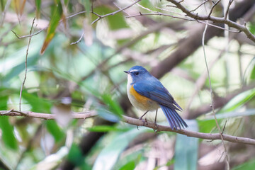 幸せの青い鳥、可愛いルリビタキ（ヒタキ科）
英名学名：Red flanked Bluetail...