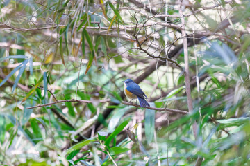 幸せの青い鳥、可愛いルリビタキ（ヒタキ科）
英名学名：Red flanked Bluetail (Tarsiger cyanurus)
東京都文京区にある庭園
江戸時代（17世紀）からある歴史ある公園で、かつては軍の施設、そして東京大学の学者も置かれた
現在は地域の人々の憩いの場所となっている
東京都文京区小石川植物園-2024

