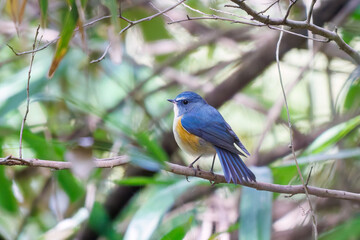 Obraz premium 幸せの青い鳥、可愛いルリビタキ（ヒタキ科） 英名学名：Red flanked Bluetail (Tarsiger cyanurus) 東京都文京区にある庭園 江戸時代（17世紀）からある歴史ある公園で、かつては軍の施設、そして東京大学の学者も置かれた 現在は地域の人々の憩いの場所となっている 東京都文京区小石川植物園-2024 