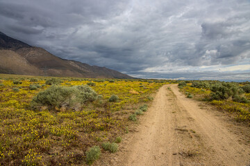 Wildflower Road Under a Stormy Sky.