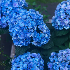 Hydrangea is a shrub plant with dense nearly spherical flowers that can be pink, light blue, or white. It blooms from June to August and is an ornamental flower.
