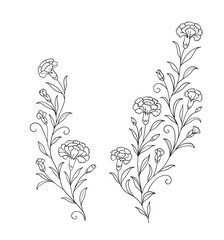Hand draw line drawing of carnation flower