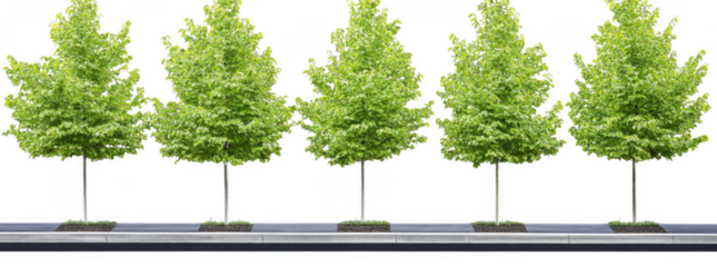 Lush green trees line sidewalk, creating vibrant and inviting atmosphere. trees are well maintained, showcasing their healthy foliage and adding beauty to urban landscape