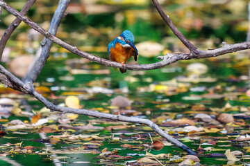 餌を捕らえるために池に飛び込む可愛いカワセミ（カワセミ科）
英名学名：Kingfisher (Alcedo atthis) 
東京都文京区にある庭園
江戸時代（17世紀）からある歴史ある公園で、かつては軍の施設、そして東京大学の学者も置かれた
現在は地域の人々の憩いの場所となっている
東京都文京区小石川植物園-2024
