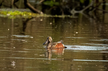 Australasian Shoveler (Spatula rhynochotis) morning light in the Gold Coast, Queensland