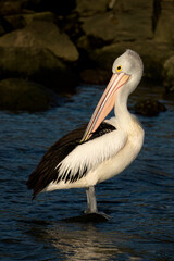 Australian pelican (Pelecanus conspicillatus) preening itself at the Gold Coast, Australia.