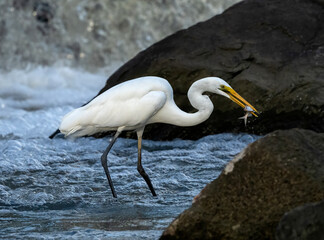 Eastern Great Egret (Ardea modesta) freshly caught fish