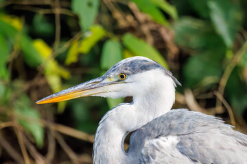 美しいアオサギ（サギ科）
英名学名：Grey Heron (Ardea cinerea jouyi, family comprising egrets)
東京都文京区にある庭園
江戸時代（17世紀）からある歴史ある公園で、かつては軍の施設、そして東京大学の学者も置かれた
現在は地域の人々の憩いの場所となっている
東京都文京区小石川植物園-2024
