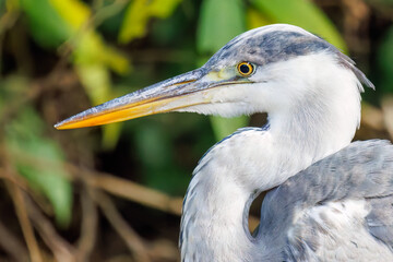 美しいアオサギ（サギ科）
英名学名：Grey Heron (Ardea cinerea jouyi, family comprising egrets)
東京都文京区にある庭園
江戸時代（17世紀）からある歴史ある公園で、かつては軍の施設、そして東京大学の学者も置かれた
現在は地域の人々の憩いの場所となっている
東京都文京区小石川植物園-2024
