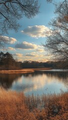 Obraz premium Calm lake surrounded by dry autumn reeds and leafless trees under a bright blue sky dotted with fluffy white clouds reflecting peacefully on the water
