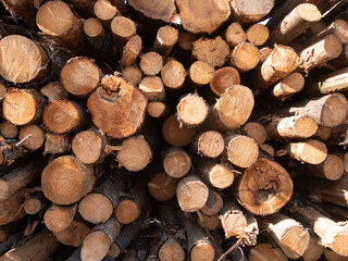 Stacked Logs in a Woodpile Creating a Rustic and Natural Texture in Sunlight During the Day, Showcasing the Beauty of Timber and Nature's Design