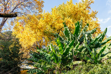 銀杏並木。
イチョウ（イチョウ科）とバショウ（バショウ科）。
英名学名：maidenhair tree, ginkgo, Ginkgo biloba
Japanese banana, Musa basjoo.
東京都文京区にある庭園
江戸時代（17世紀）からある歴史ある公園で、かつては軍の施設、そして東京大学の学者も置かれた
東京都文京区小石川植物園-2024
