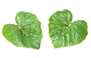 Obraz premium Two large tropical leaves with vibrant green color and distinct veins, set against transparency background, evoke sense of nature beauty and tranquility