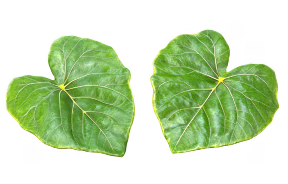Two large tropical leaves with vibrant green color and distinct veins, set against transparency background, evoke sense of nature beauty and tranquility