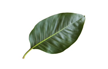 Fototapeta premium Large, vibrant green leaf with smooth texture and prominent veins, set against transparency background, creates striking visual contrast. This tropical leaf adds touch of nature beauty