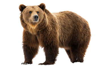 Obraz premium brown bear isolated on white