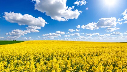 Expansive agricultural landscape featuring vibrant yellow canola or green fields under a blue sky with clouds