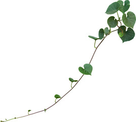 Vine plant, Branch creeper leaf green, Liana tropical nature.
