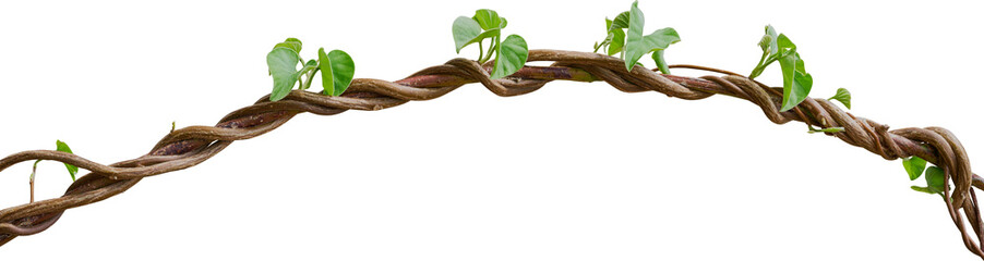Vine plant, Branch creeper leaf green, Liana tropical nature.