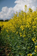 Yellow flowers of Brassica Napus. Flowering rapeseed, canola or colza.