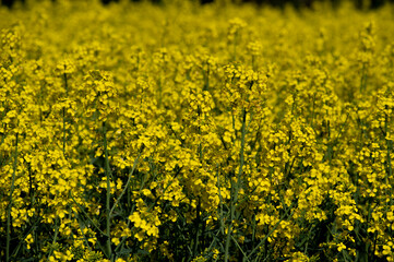 Yellow flowers of Brassica Napus. Flowering rapeseed, canola or colza.