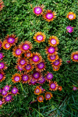 Crimson Delosperma cooperi. Blooming Jewel of the Desert Garnet.  Ice plant flowering in the garden.