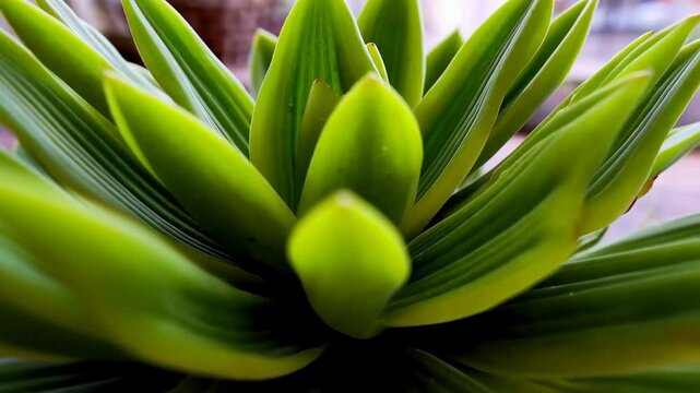Close-up of a vibrant green succulent plant with textured leaves forming a geometric, symmetrical rosette pattern, indoor setting.