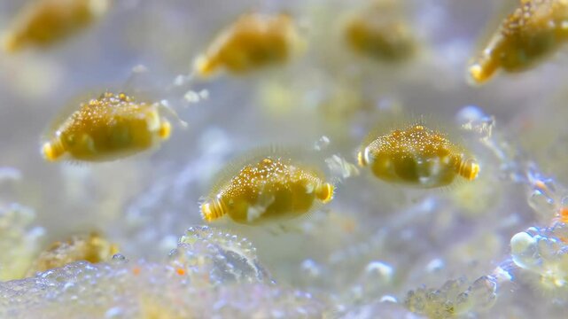 Close-up of a group of yellow sea squirts attached to a soft coral structure. The tunicates are covered in white dots and the coral has translucent polyps.