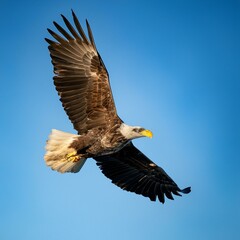 A flying eagle on clean sky; side view