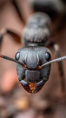 Extreme close up of an ant's head, showcasing intricate details and textures.
