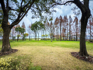 Tranquil Autumn Landscape Framed by Majestic Trees in Soft Morning Light
