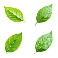 Fototapeta premium Green leaves displayed on a white background showcasing natural beauty and delicate textures, Isolated image green plant leaves on white background