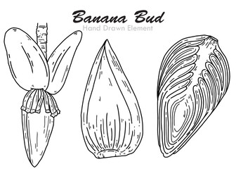 hand drawn sketch of a bird on a Banana bud © DKS VECTOR