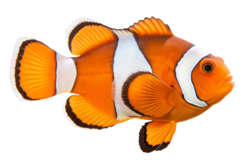 tropical fish in aquarium