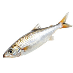 Fresh mullet fish isolated on Transparent background for culinary presentation or seafood market display, Pilengas fishisolated on PNG background Fresh fish object for design Mullet fish